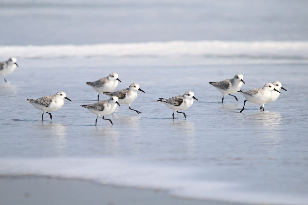 ミユビシギ - ML646700674