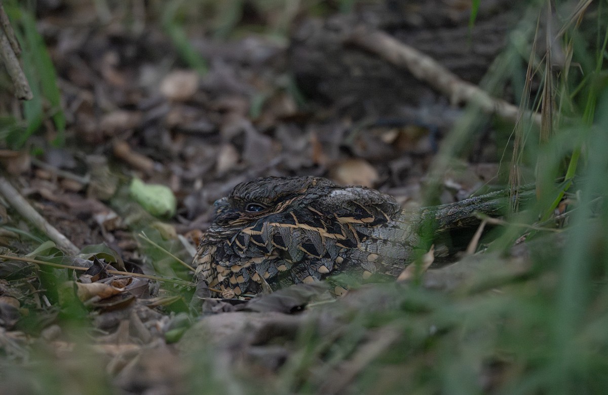 pauraquenattravn - ML646700676