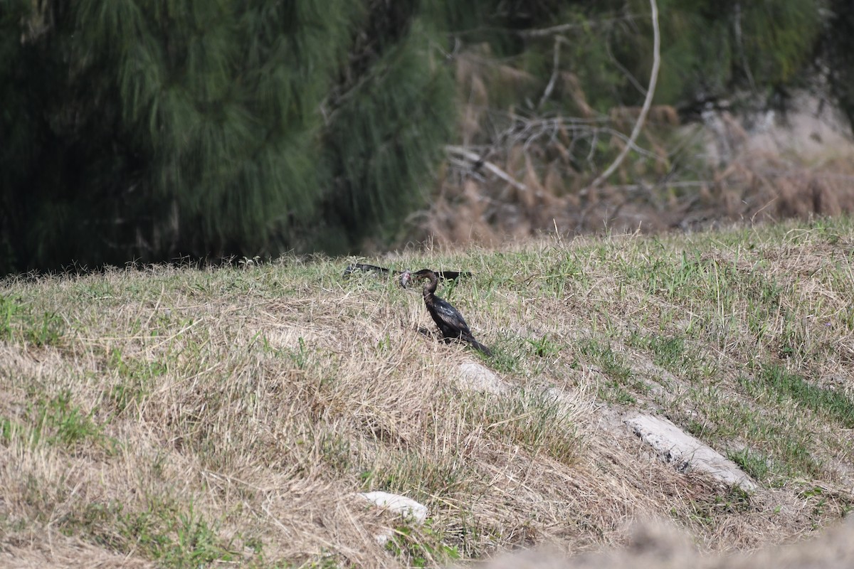 Ушастый баклан - ML646700678