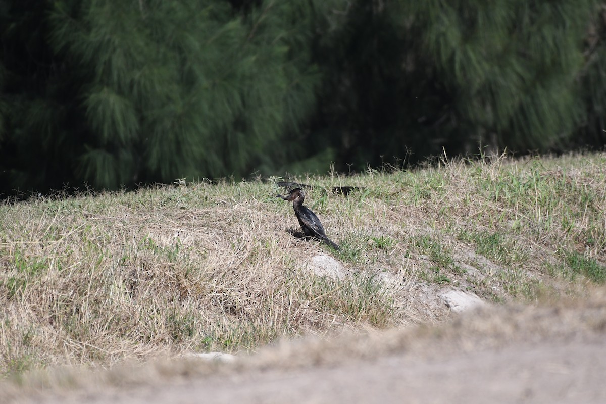 Ушастый баклан - ML646700679