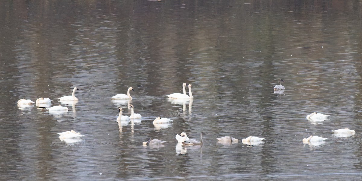 Trumpeter Swan - ML646700680