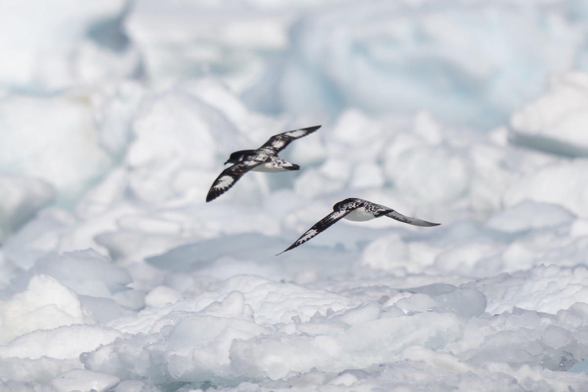 סערון הכף - ML646700681