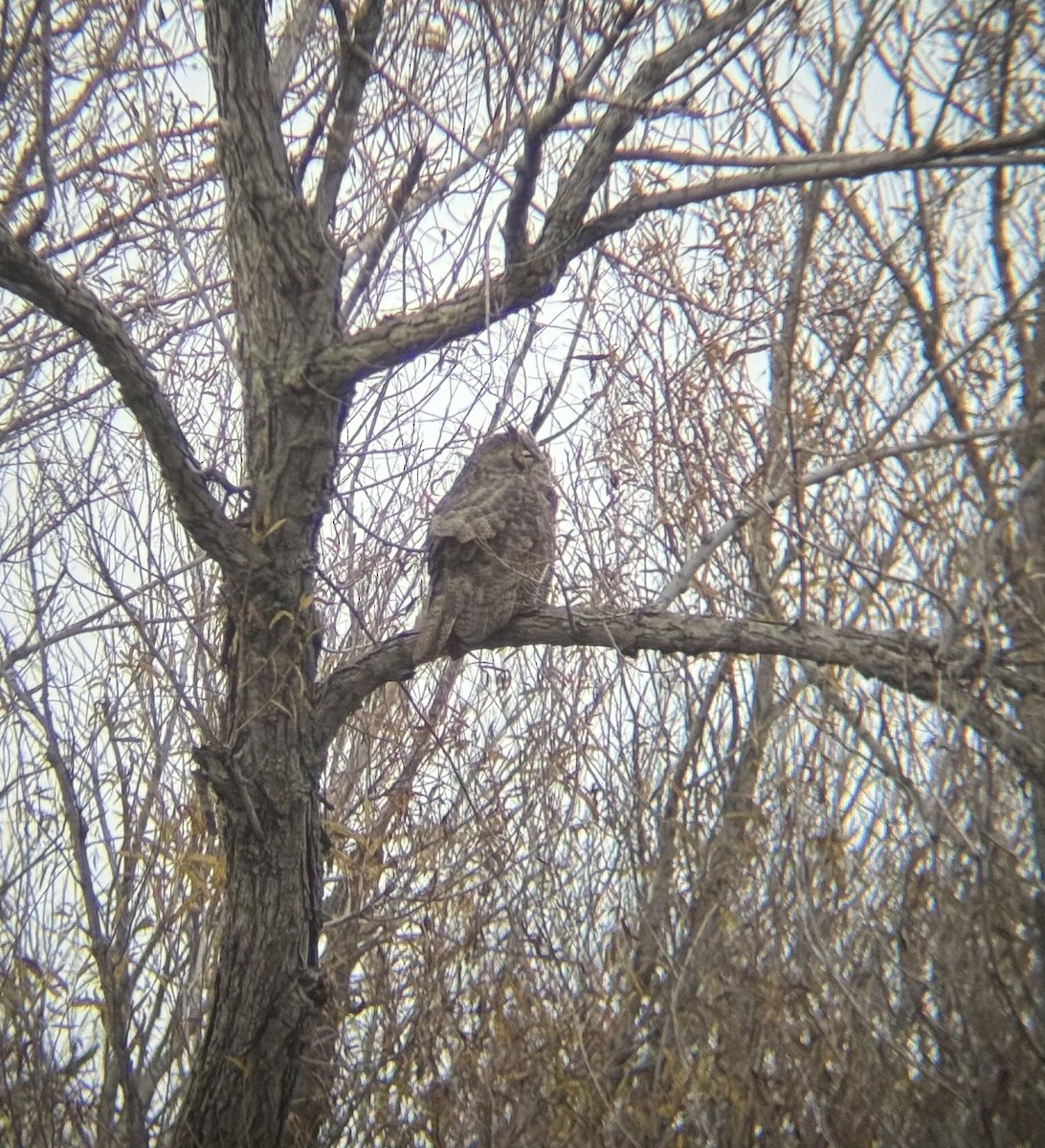 Great Horned Owl - ML646700688