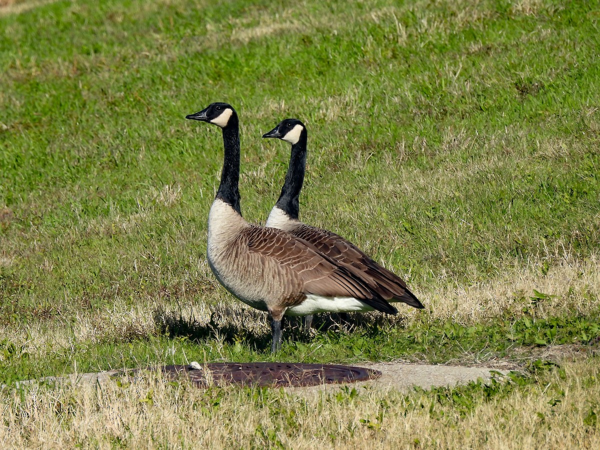 berneška velká - ML646700691