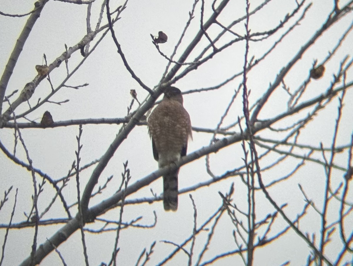 Cooper's Hawk - ML646700694