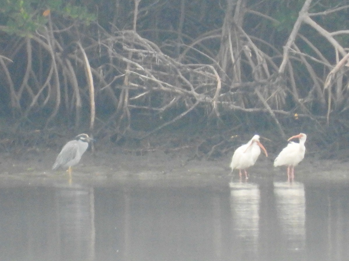 אנפת לילה צהובת-כיפה - ML646700695