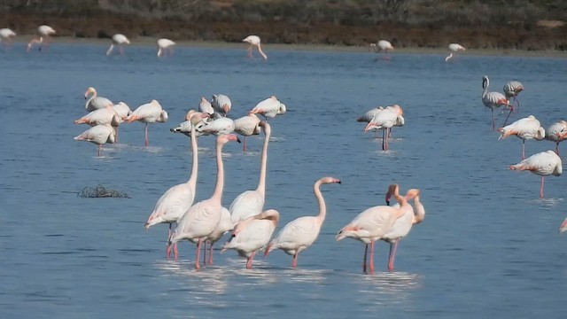 Greater Flamingo - ML646700696