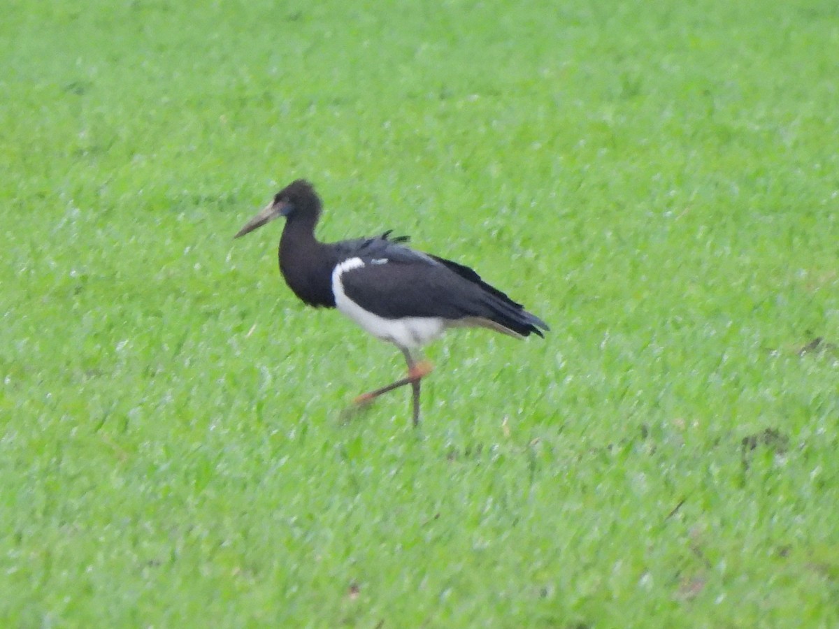 Abdim's Stork - ML646700698