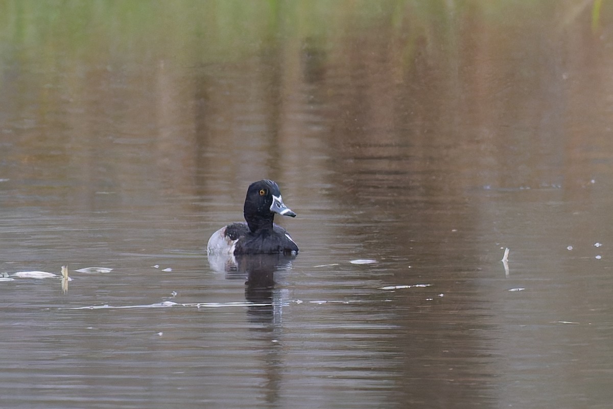 Moretta dal collare - ML646700705