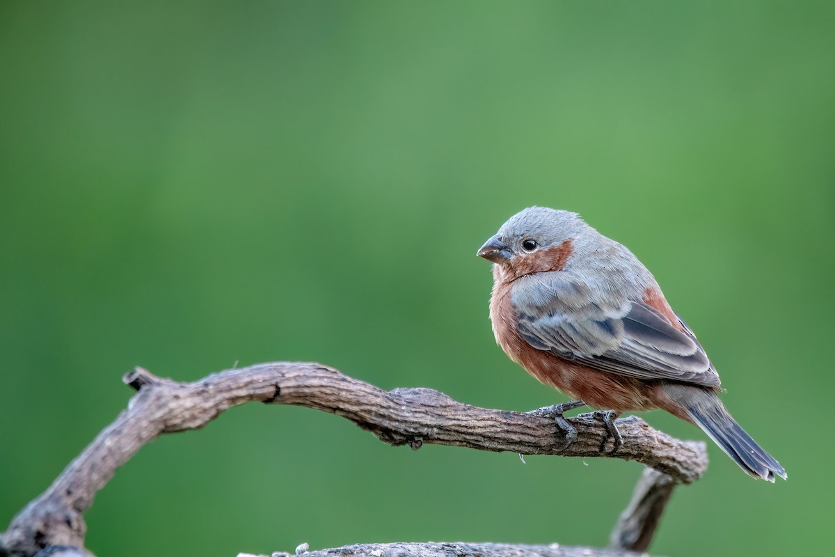 Tawny-bellied Seedeater - ML646700707
