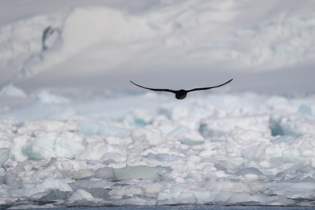 Southern Giant-Petrel - ML646700711