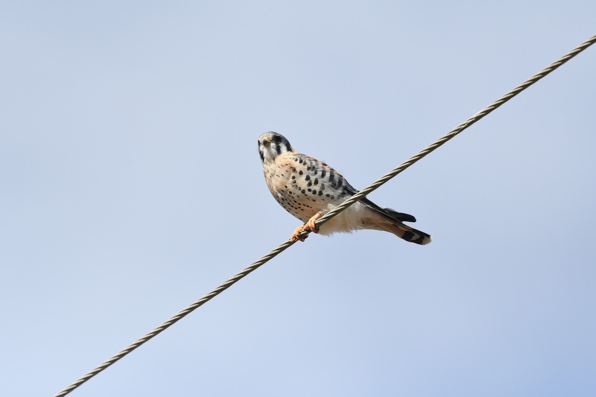 American Kestrel - ML646700712