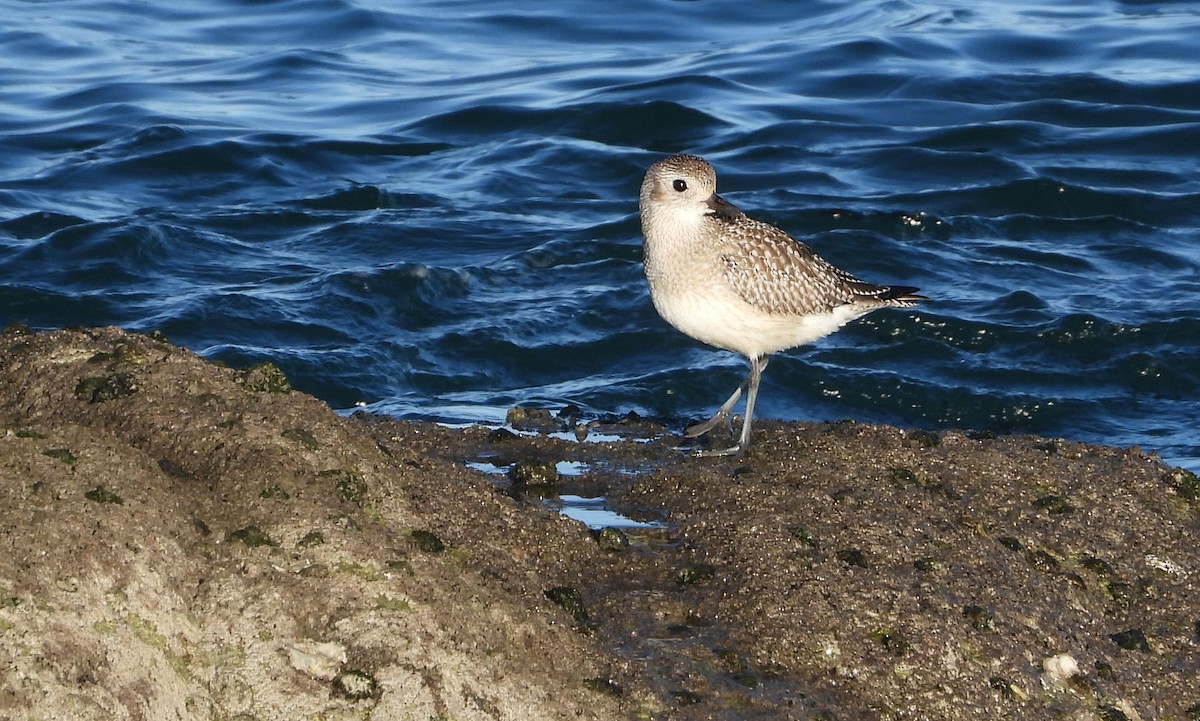 Black-bellied Plover - ML646700718