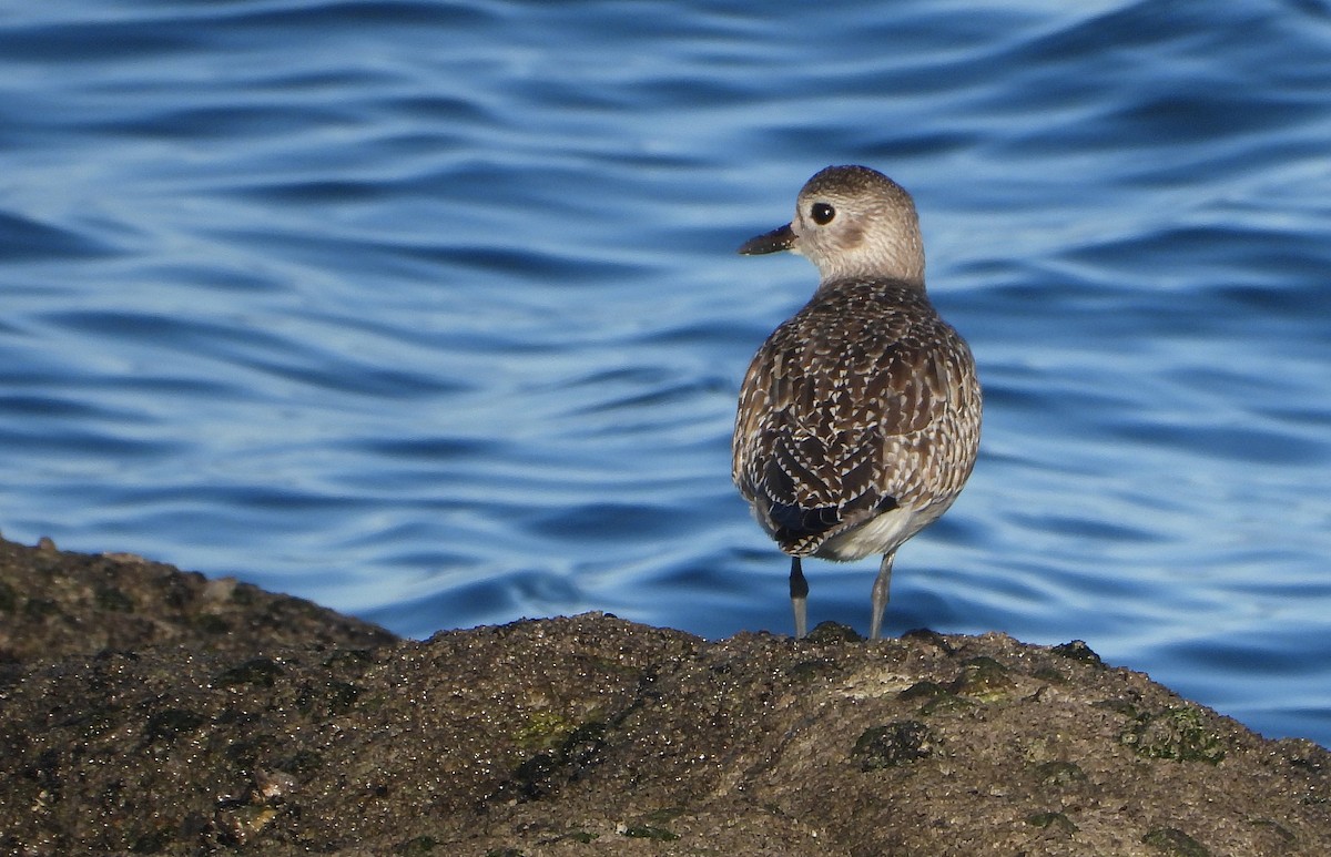 Black-bellied Plover - ML646700719