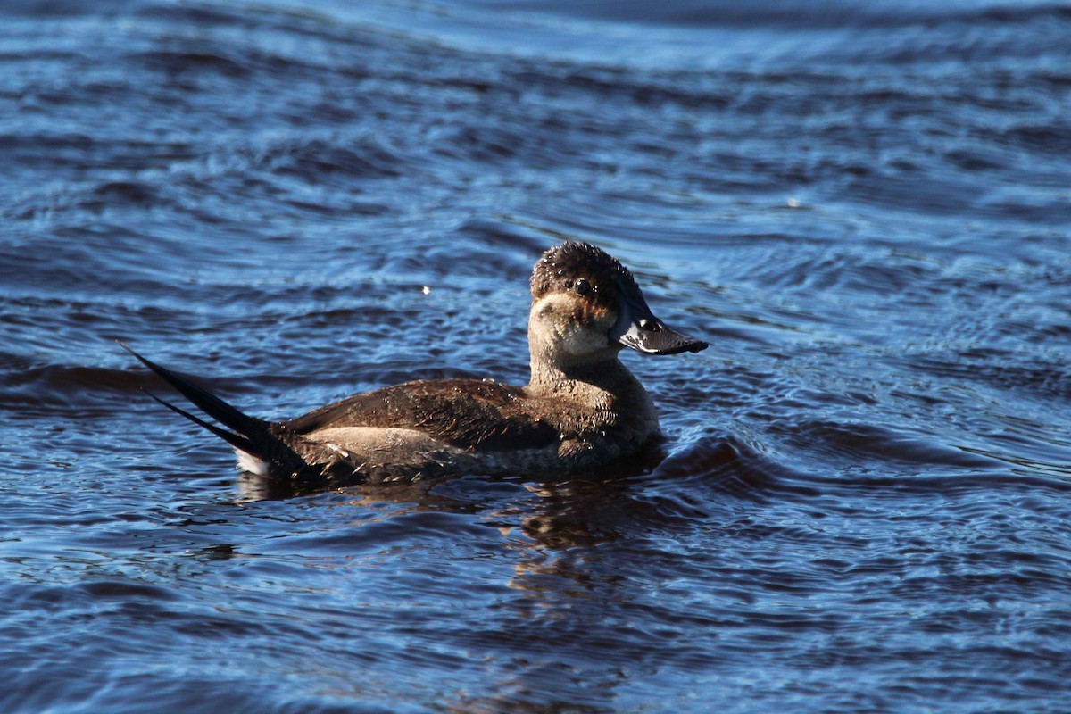 Ruddy Duck - ML646700720