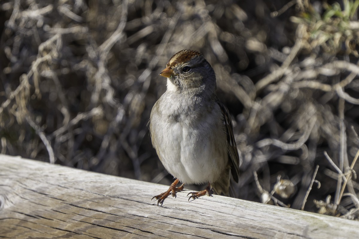 White-crowned Sparrow - ML646700721