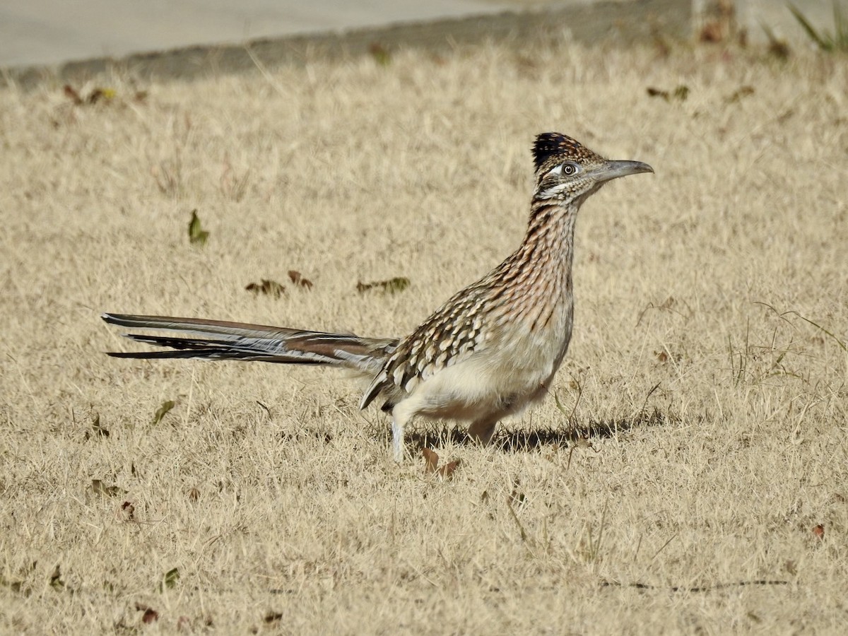 Greater Roadrunner - ML646700723
