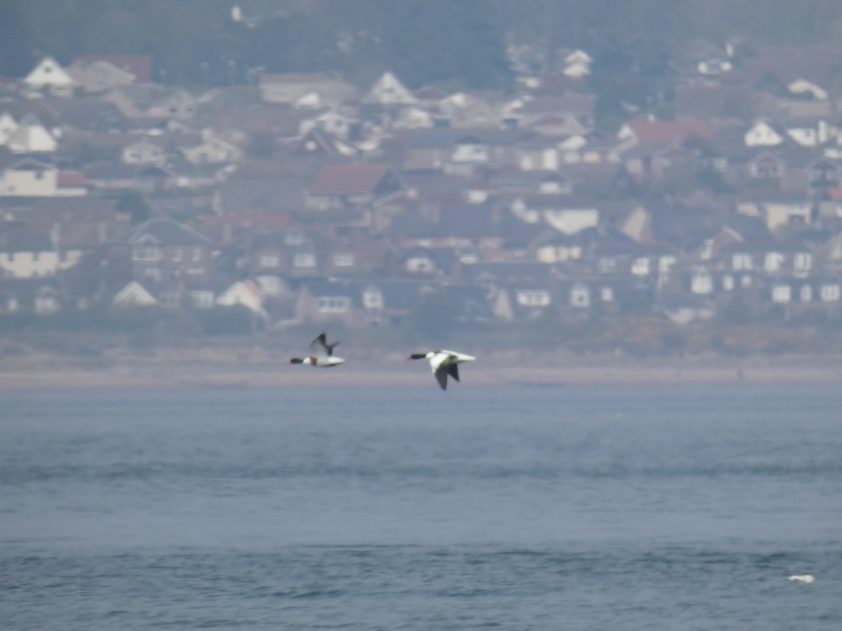 Common Shelduck - ML646700724