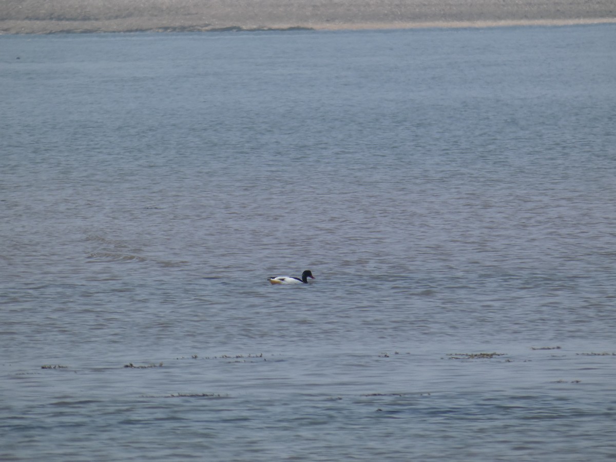 Common Shelduck - ML646700725