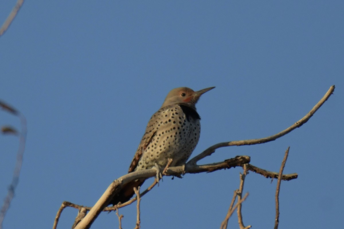 Northern Flicker - ML646700726