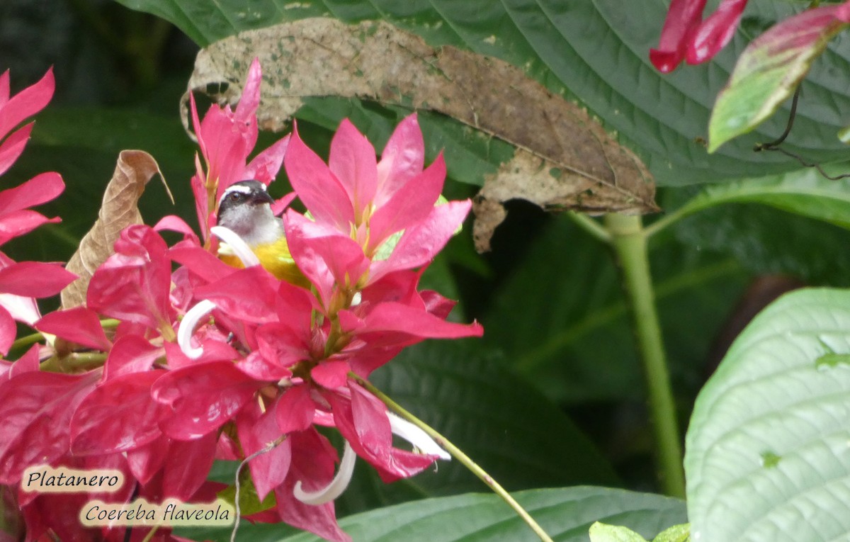 Bananaquit - ML646700728