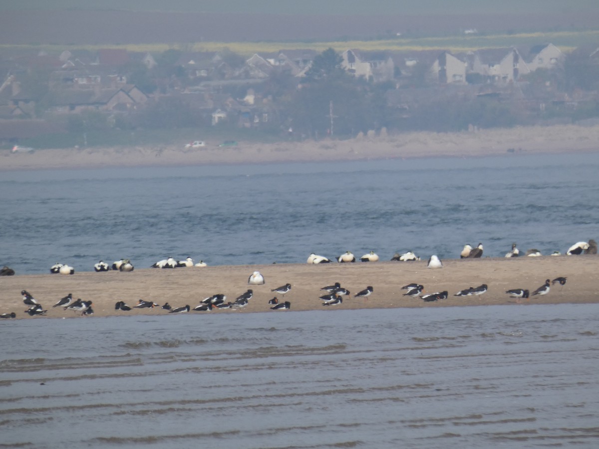 Eurasian Oystercatcher - ML646700729