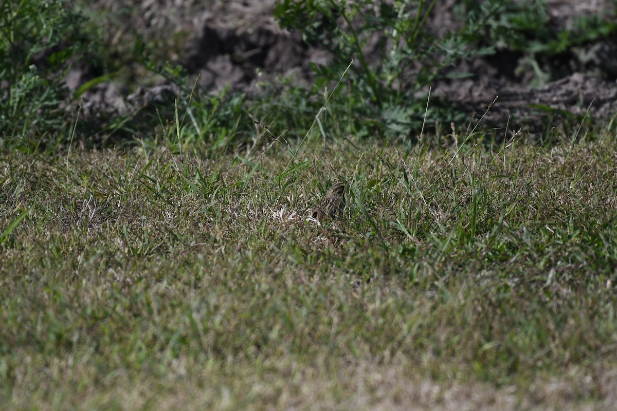 Savannah Sparrow - ML646700730