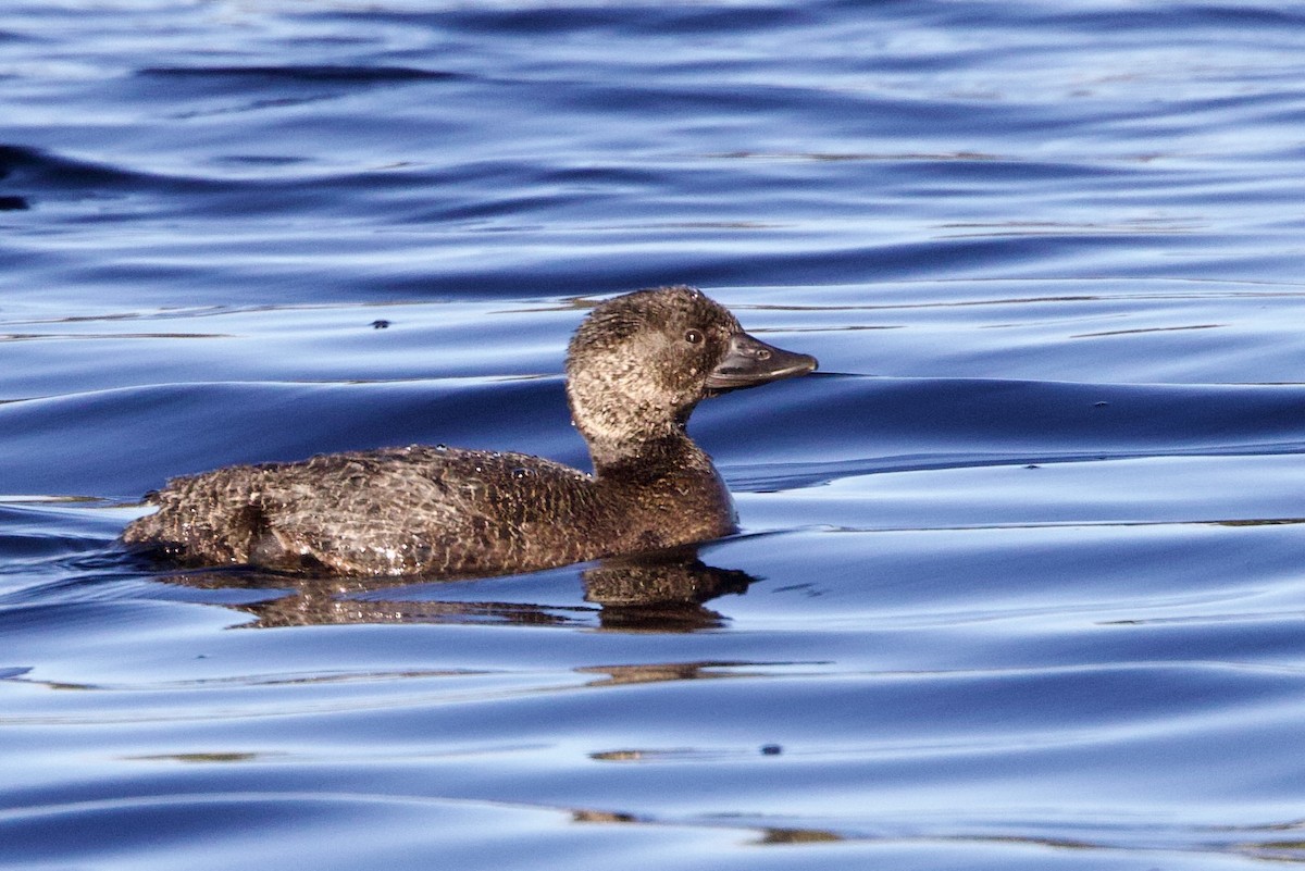 Musk Duck - ML646700731