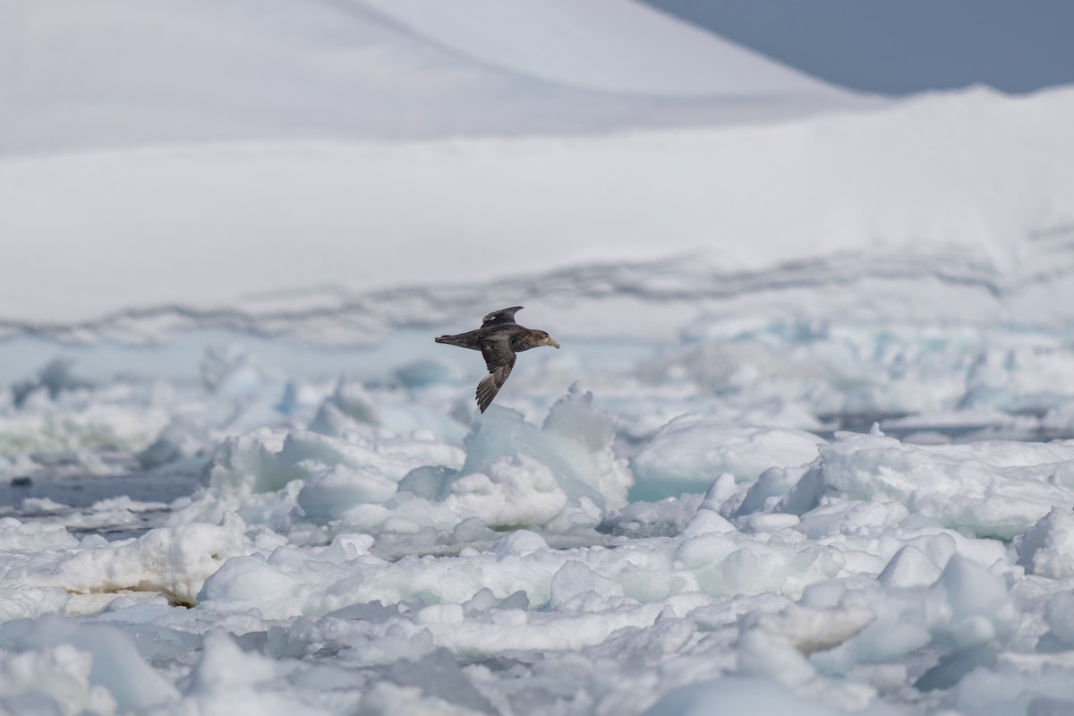 סערון-ענק דרומי - ML646700732