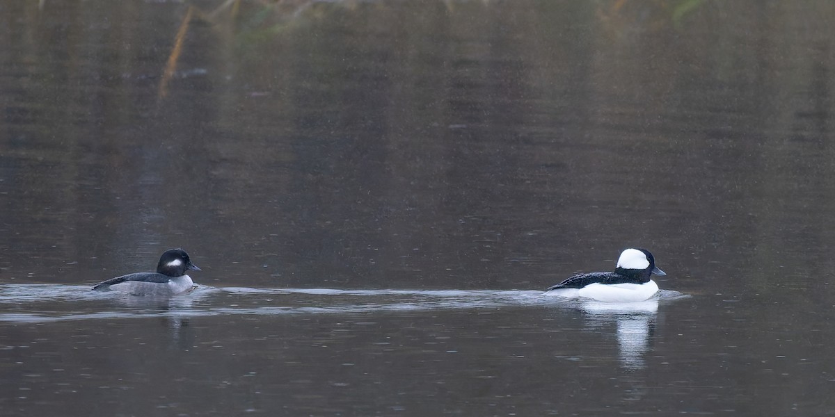 Bufflehead - ML646700733