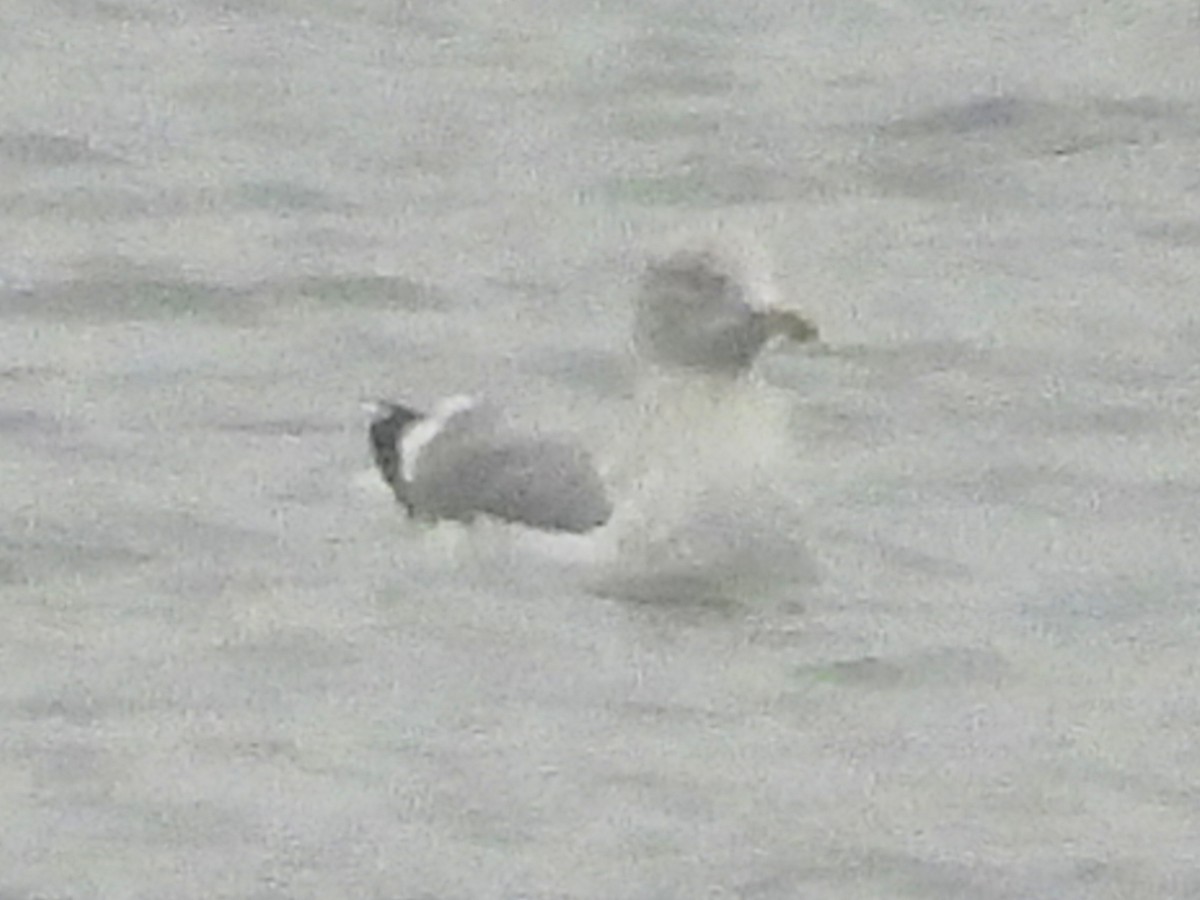 European Herring Gull - ML646700736