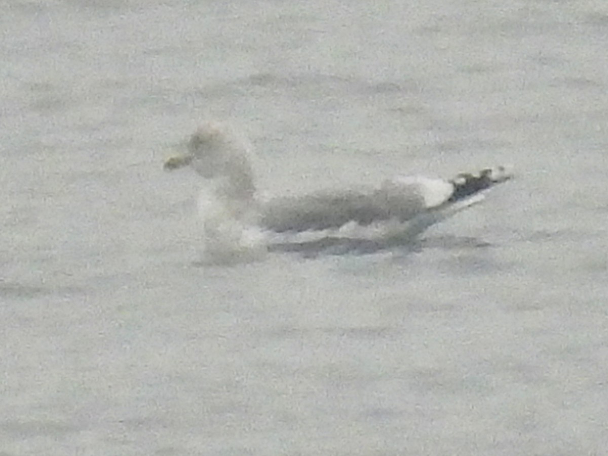 European Herring Gull - ML646700737