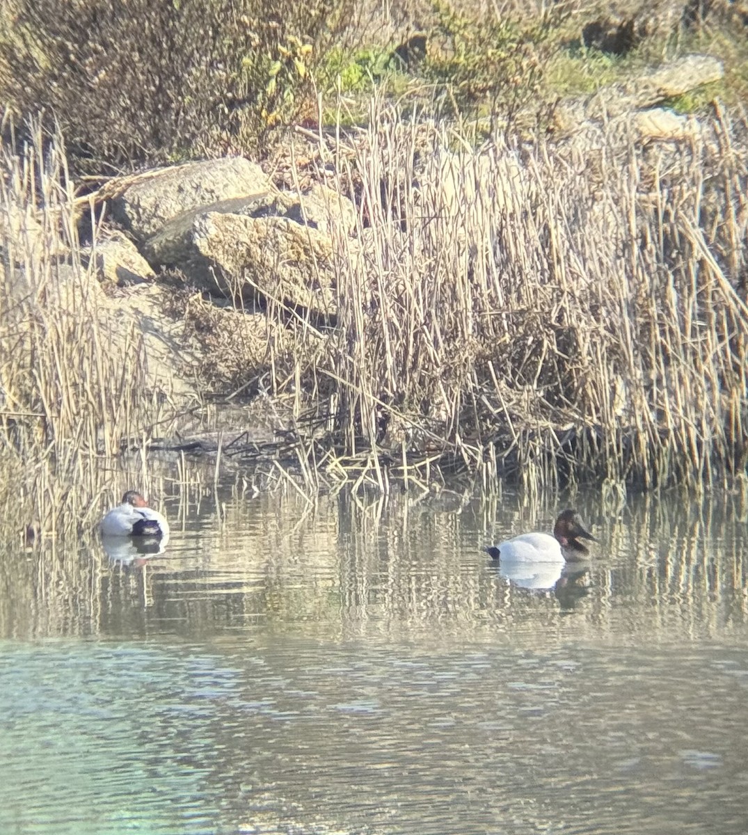 Canvasback - ML646700739