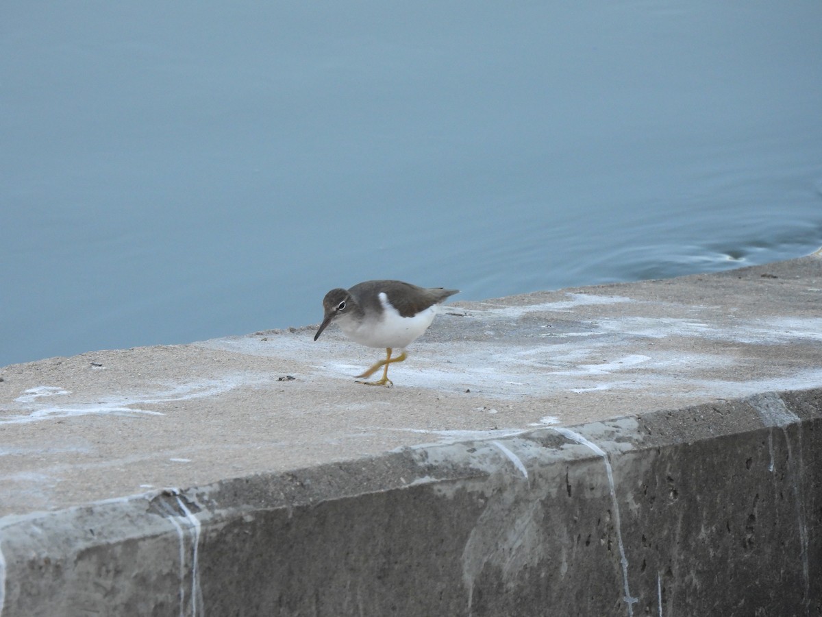 Spotted Sandpiper - ML646700740