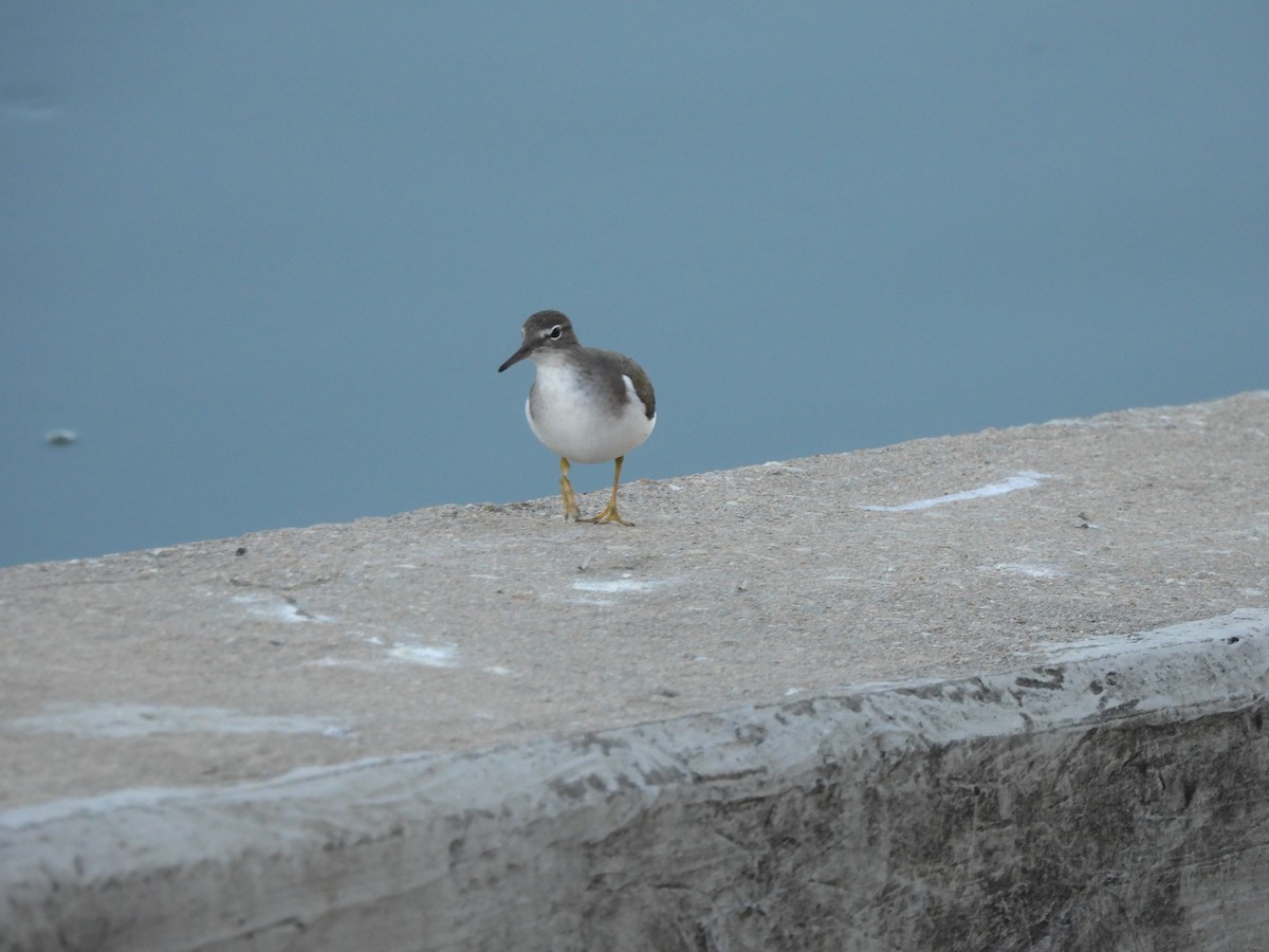Spotted Sandpiper - ML646700743