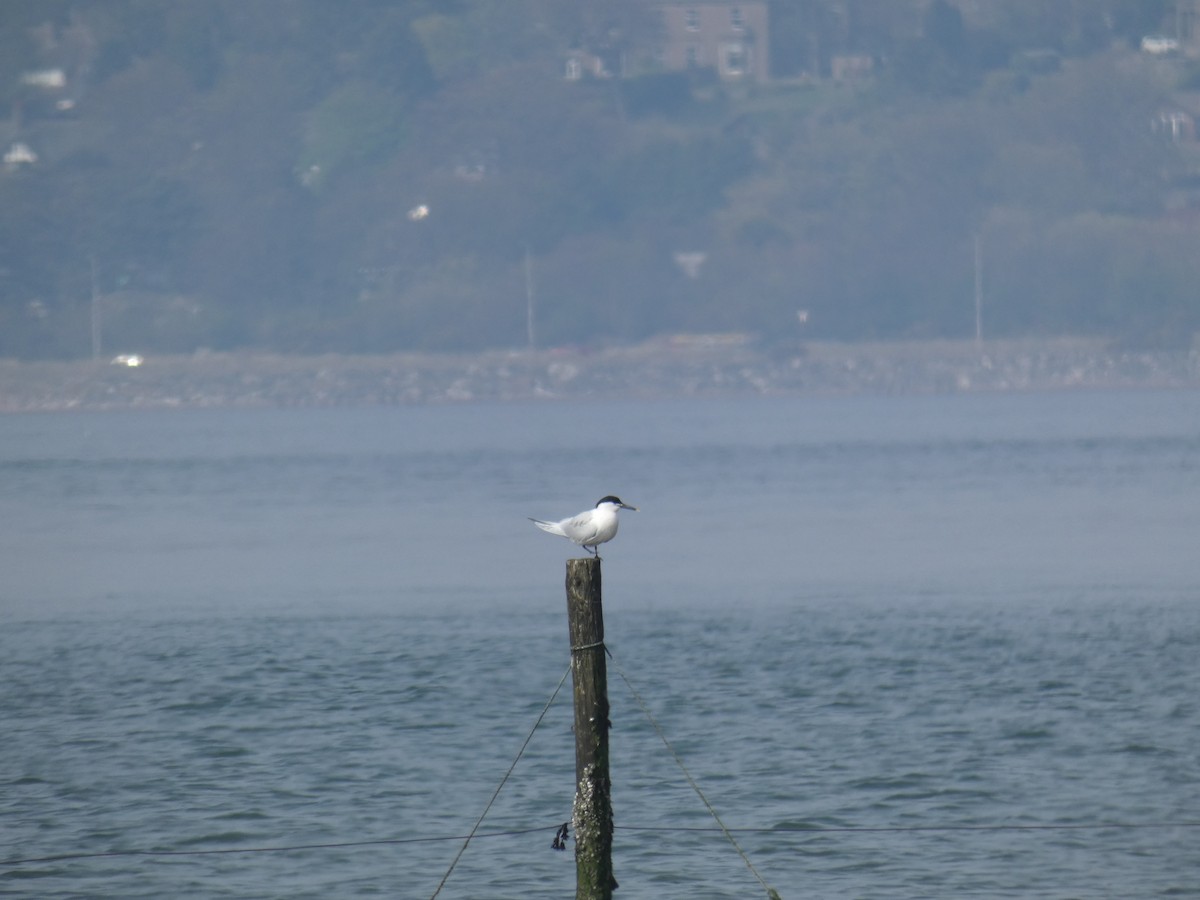 splitterne - ML646700744