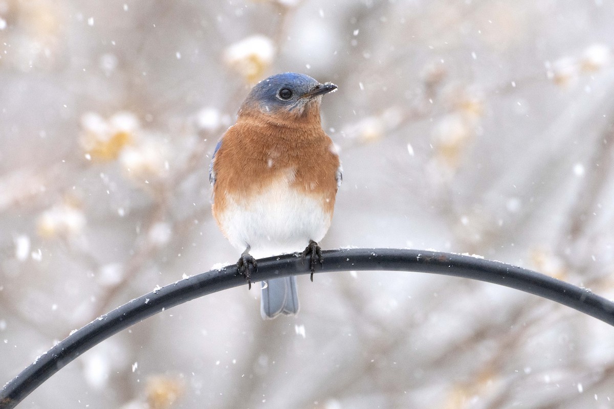 Eastern Bluebird - ML646700745