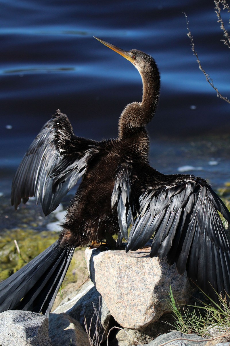 アメリカヘビウ - ML646700746