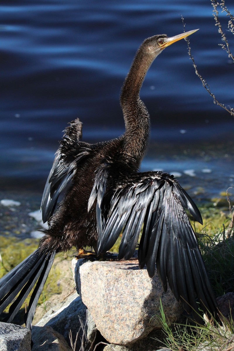 アメリカヘビウ - ML646700747