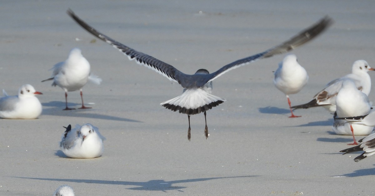 Maskeli Martı - ML646700748