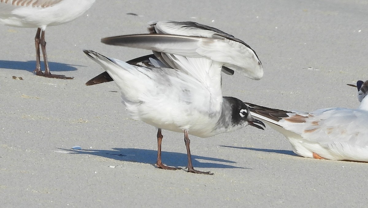 Maskeli Martı - ML646700749