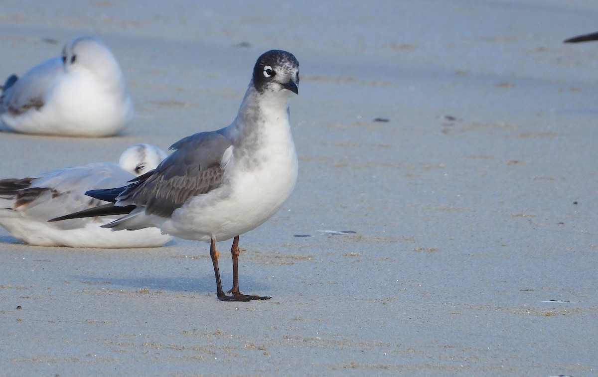 Maskeli Martı - ML646700750