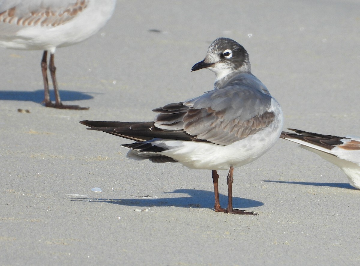 Maskeli Martı - ML646700751