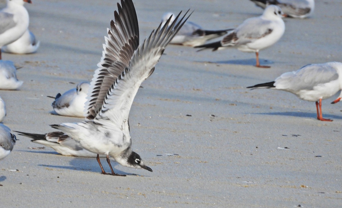 Maskeli Martı - ML646700756