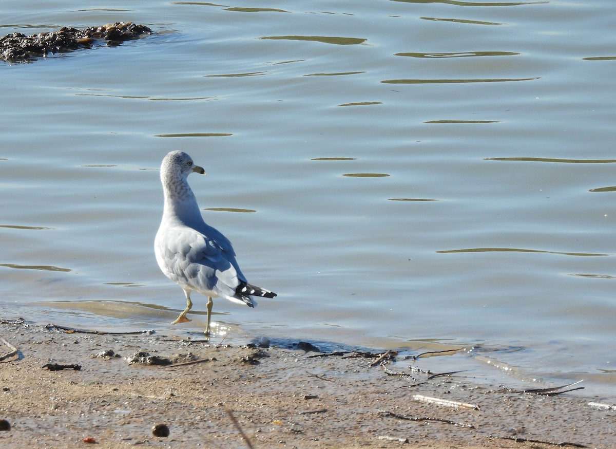 Ringschnabelmöwe - ML646700757