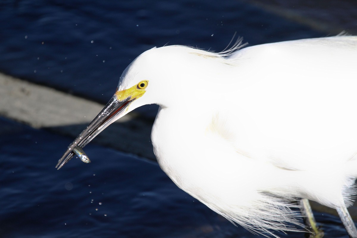 ユキコサギ - ML646700759