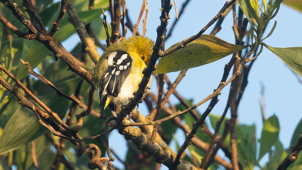 Common Iora - ML646700763