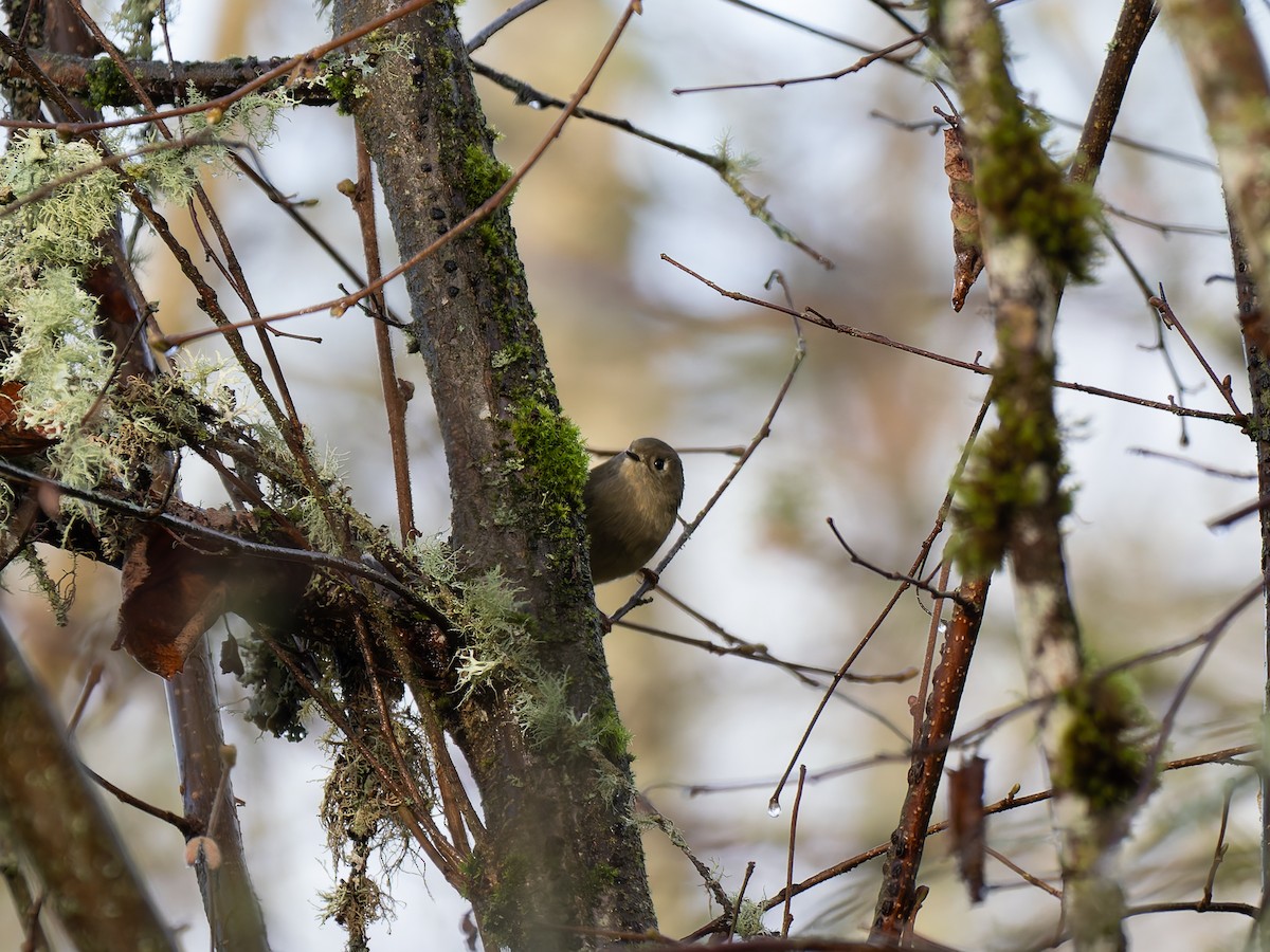 Ruby-crowned Kinglet - ML646700765