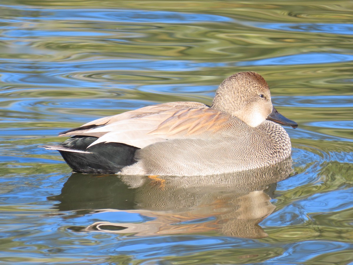 Boz Ördek - ML646700766