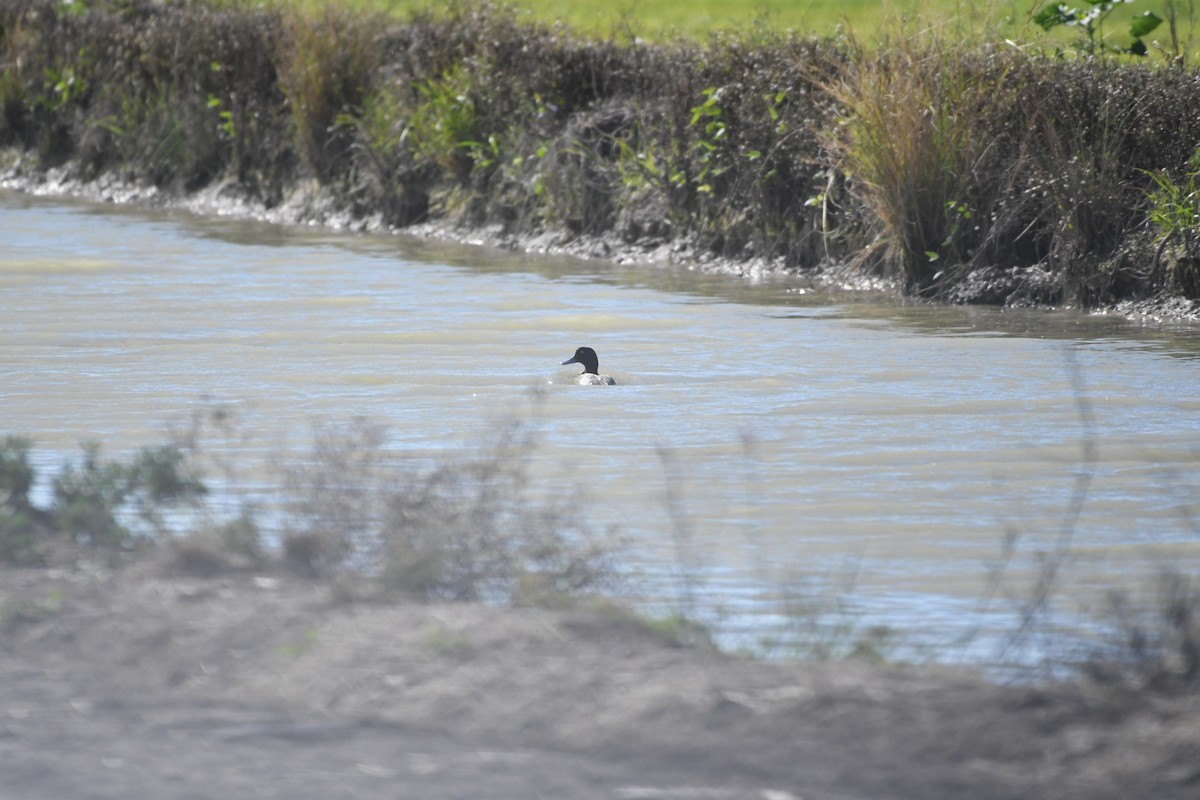 Малая морская чернеть - ML646700769